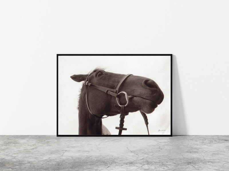 Hoiho Print